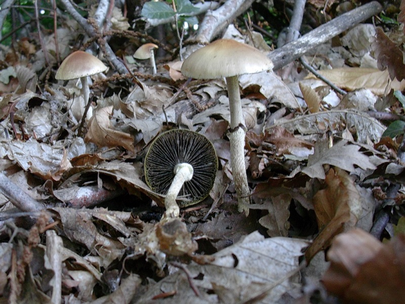 457 Ottobre vecchio ritrovamento